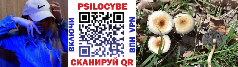 Псилоцибиновые грибы Psilocybine cubensis  Кола 